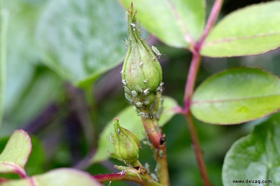 12 Gartenprobleme im Sommer gelöst 