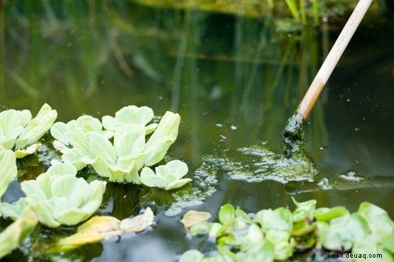 12 Gartenprobleme im Sommer gelöst 