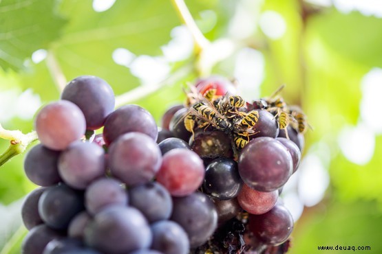 12 Gartenprobleme im Sommer gelöst 