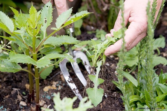 12 Gartenprobleme im Sommer gelöst 