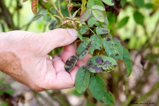 12 Gartenprobleme im Sommer gelöst 