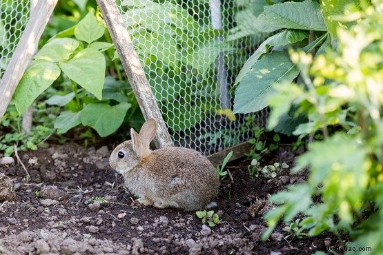 12 Gartenprobleme im Sommer gelöst 