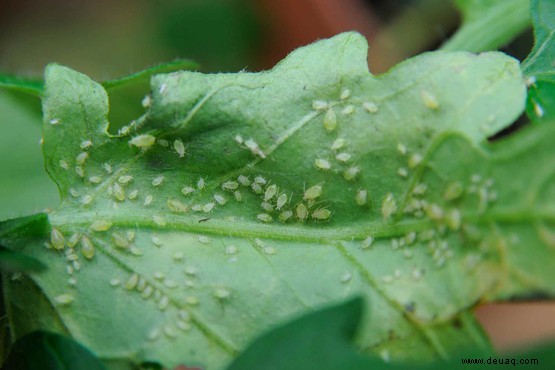 Wie man Blattläuse (Blatt- oder Kriebelmücke) bekämpft 