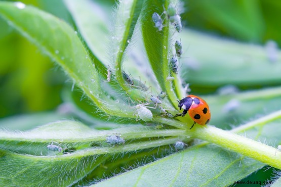 Wie man Blattläuse (Blatt- oder Kriebelmücke) bekämpft 