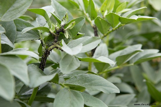 So werden Sie Gartenschädlinge los 