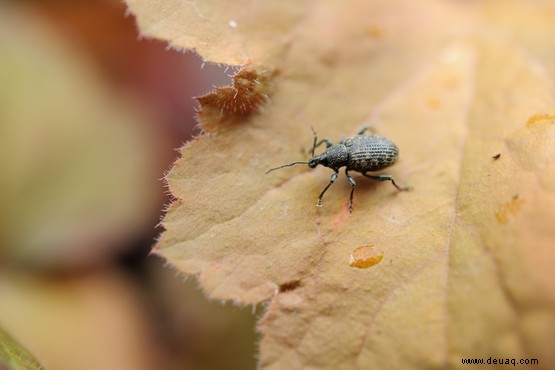 So werden Sie Gartenschädlinge los 