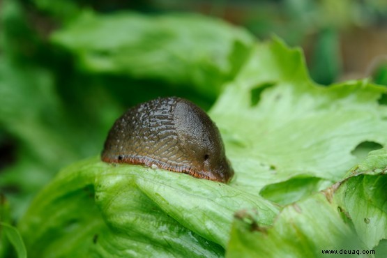 So werden Sie Gartenschädlinge los 