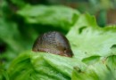 So werden Sie Gartenschädlinge los 
