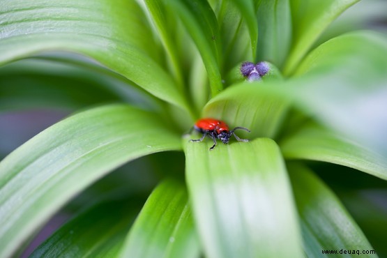 So werden Sie Gartenschädlinge los 