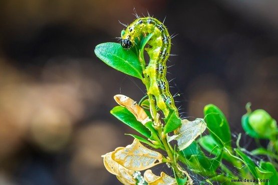 So werden Sie Gartenschädlinge los 