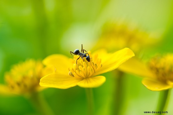 So werden Sie Gartenschädlinge los 