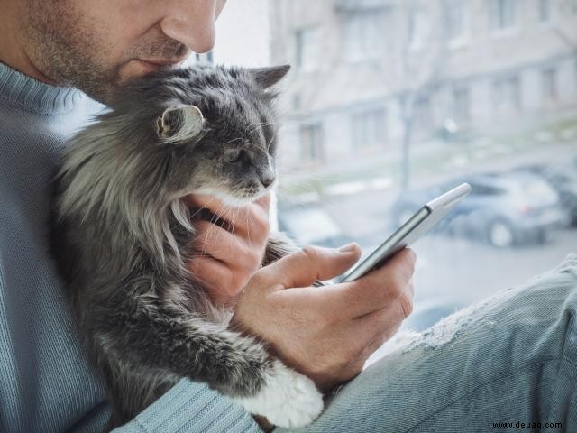 Was Sie von einem Online-Tierarztbesuch erwarten können 