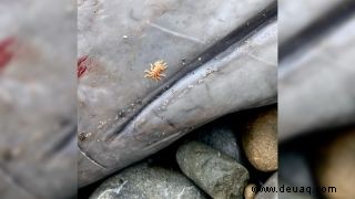Ein mysteriöser toter Schnabelwal mit ungewöhnlichen Verletzungen wird am kalifornischen Strand angespült 