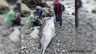 Ein mysteriöser toter Schnabelwal mit ungewöhnlichen Verletzungen wird am kalifornischen Strand angespült 