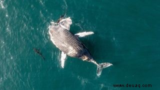 Ein spiralförmiger Wirbel aus 60 Haien reißt in einem faszinierenden neuen Video einen toten Buckelwal auseinander 
