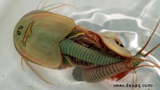 Triops:Fakten über die dreiäugigen Sauriergarnelen 