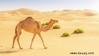 Was fressen Kamele in der Wüste? 