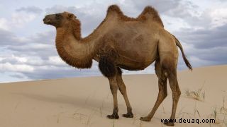 Was fressen Kamele in der Wüste? 