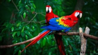 Warum leben Papageien so lange? 