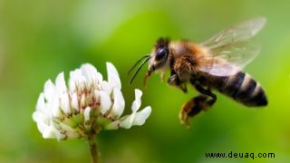 Sterben Bienen wirklich, wenn sie dich stechen? 