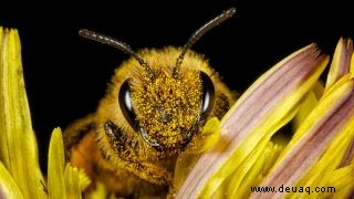 Sterben Bienen wirklich, wenn sie dich stechen? 