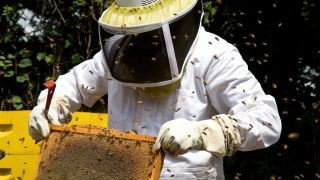 Sterben Bienen wirklich, wenn sie dich stechen? 