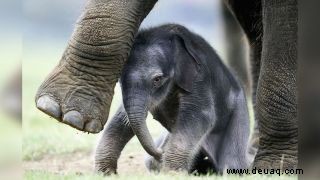 Asiatische Elefantenmutter trägt wochenlang ein totes Kalb, neue aufschlussreiche Videos enthüllen 