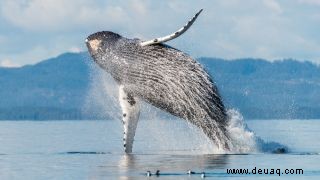 In Mexiko schlägt ein Buckelwal mit dem Körper auf ein Boot und verletzt alle an Bord 