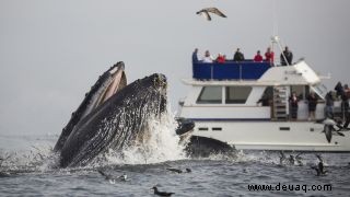 In Mexiko schlägt ein Buckelwal mit dem Körper auf ein Boot und verletzt alle an Bord 