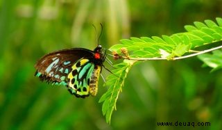 Was ist der Unterschied zwischen einer Motte und einem Schmetterling? 