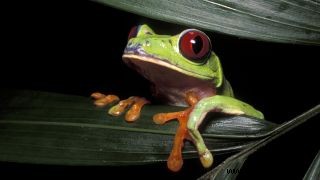 Was ist der Unterschied zwischen einem Frosch und einer Kröte? 