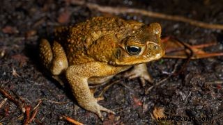 Was ist der Unterschied zwischen einem Frosch und einer Kröte? 