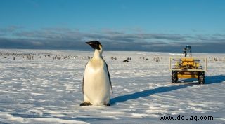 Lernen Sie den Roboter kennen, der Kaiserpinguine in der Antarktis im Auge behält 