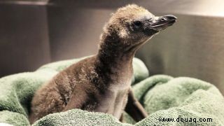 Gleichgeschlechtliche Pinguine brüten ihr erstes Küken im New Yorker Zoo aus 