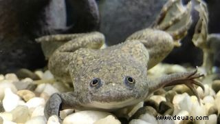 Fröschen wachsen amputierte Beine in einem bahnbrechenden Experiment nach 