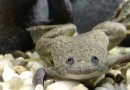 Fröschen wachsen amputierte Beine in einem bahnbrechenden Experiment nach 