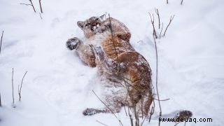 Oklahoma Wildlife Department. sagt, dass Berglöwen keine guten Haustiere sind. Das Internet widerspricht. 