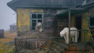 Sehen Sie die allerersten Fotos von Eisbären, die in der russischen Arktis Haus spielen 