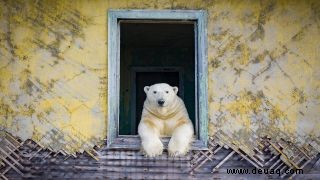 Sehen Sie die allerersten Fotos von Eisbären, die in der russischen Arktis Haus spielen 