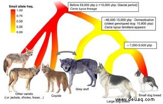 Genmutationen, die dazu beitragen, Spielzeughunderassen so klein zu machen, gab es vor 54.000 Jahren bei Wölfen 