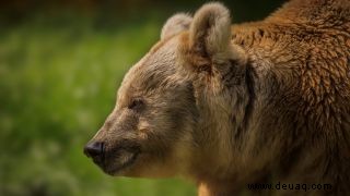 Braunbär erwacht aus Winterschlaf und tötet 38 Rentierkälber 