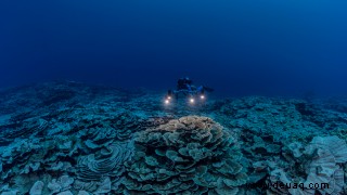 Massives unberührtes Riff aus riesigen rosenförmigen Korallen, das ungewöhnlich tief vor der Küste von Tahiti lauert 