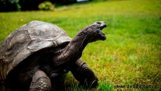 Der 190-jährige Jonathan ist die älteste Schildkröte aller Zeiten 