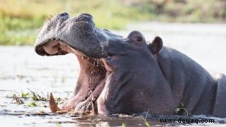 Flusspferde entfesseln einen Poop-Tornado als Reaktion auf die Gefahr durch Fremde 