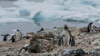 Hier ist, warum eine neue Pinguinkolonie in der Antarktis Anlass zur Sorge gibt 