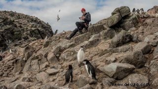 Hier ist, warum eine neue Pinguinkolonie in der Antarktis Anlass zur Sorge gibt 