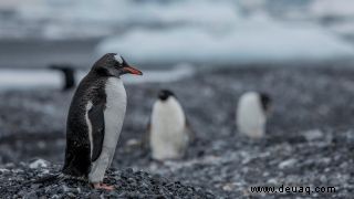 Hier ist, warum eine neue Pinguinkolonie in der Antarktis Anlass zur Sorge gibt 