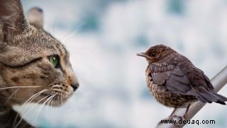 Können nichtmenschliche Tiere andere Tiere zum Aussterben bringen? 