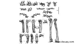 Killer Cretaceous Croc verschlang als letzte Mahlzeit einen Dinosaurier 