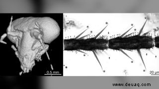 Gruselige, großäugige Kakerlake, die vor 100 Millionen Jahren in Bernstein gefangen entdeckt wurde 